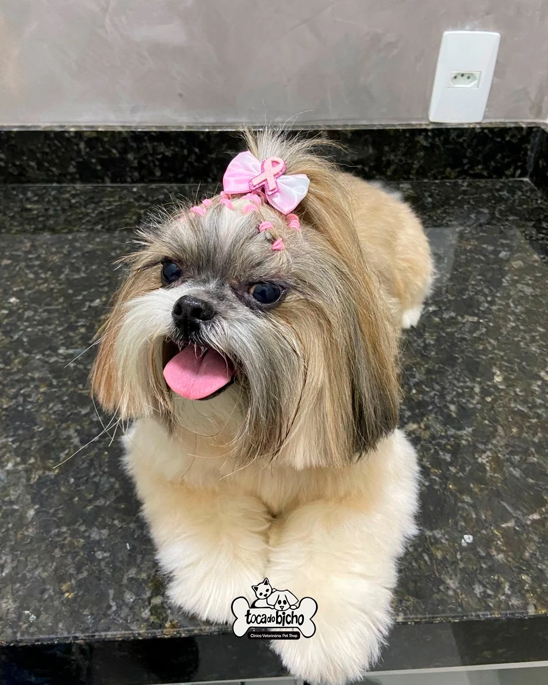 Cachorro após cuidados na Toca do Bicho